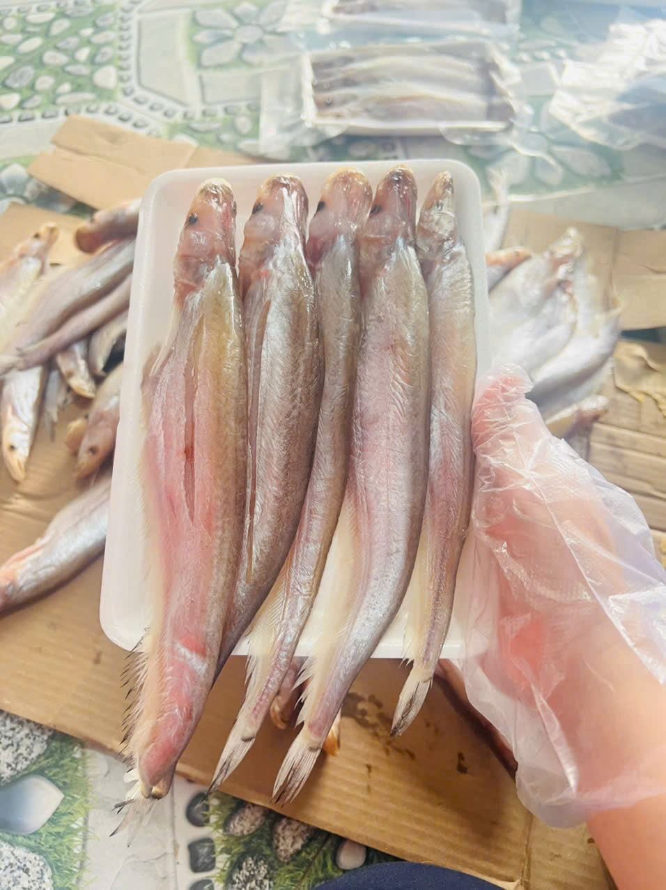 Cá Kết Campuchia 1 Nắng