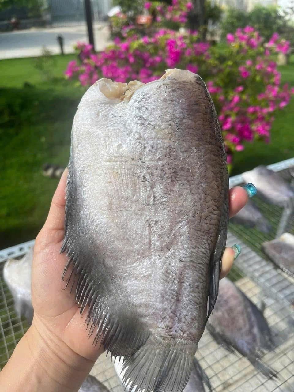 Cá Sặc Campuchia 1 Nắng Size Đại