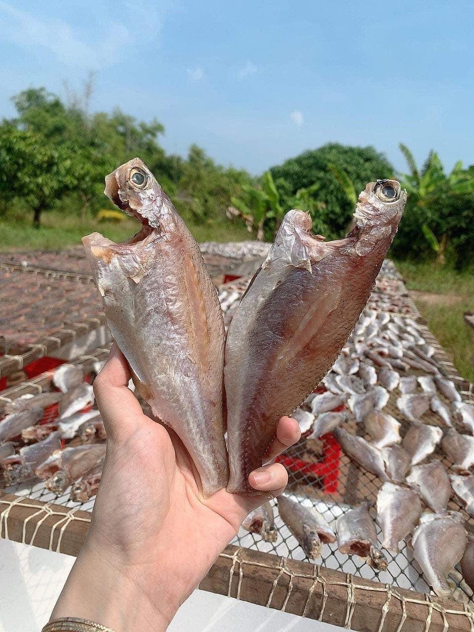 Khô Cá Đù 2 Nắng Size Đại
