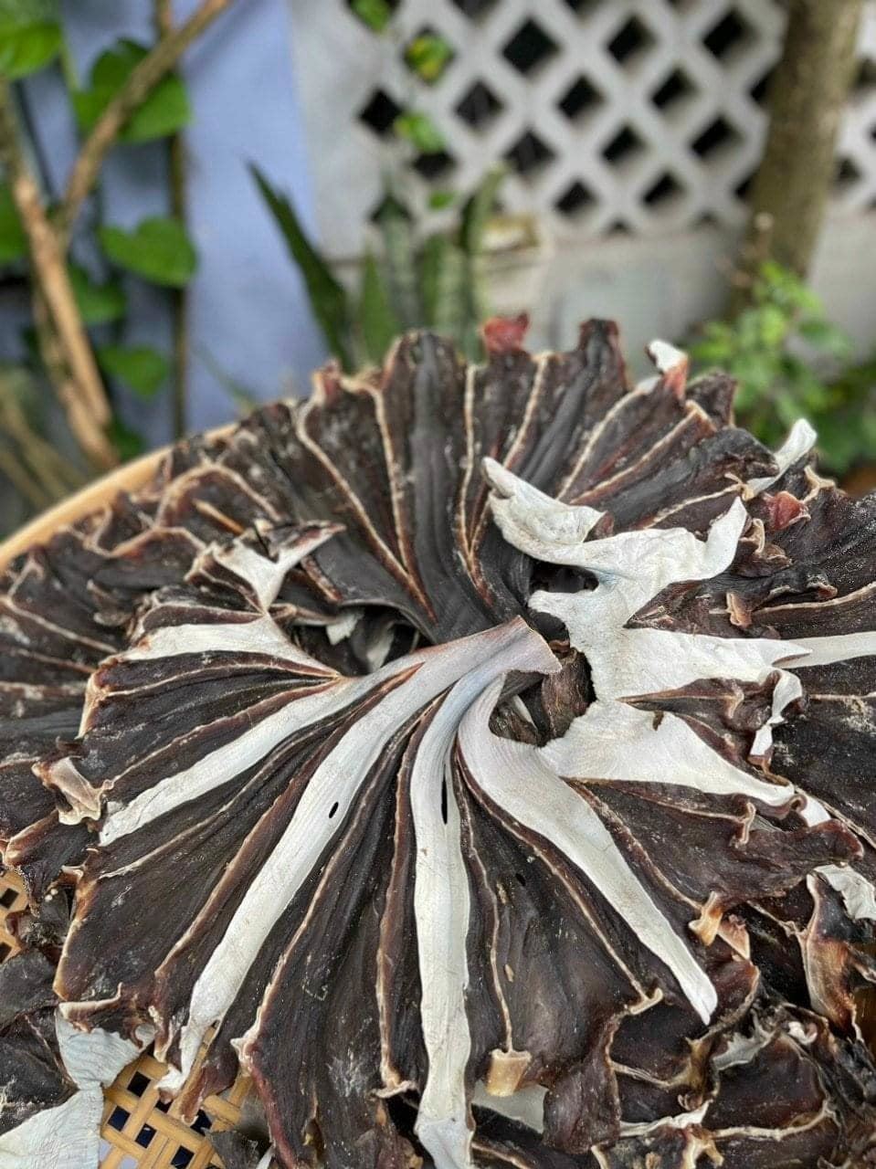 Khô Cá Đuối Đen ( Đuối Ó ) Loại 1