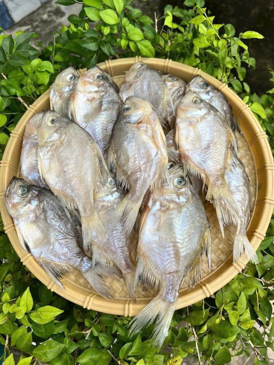 Khô Cá Sơn Campuchia 2 Nắng