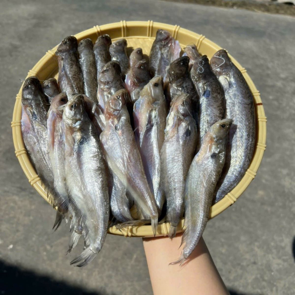 Khô Cá Trèn 1 Nắng