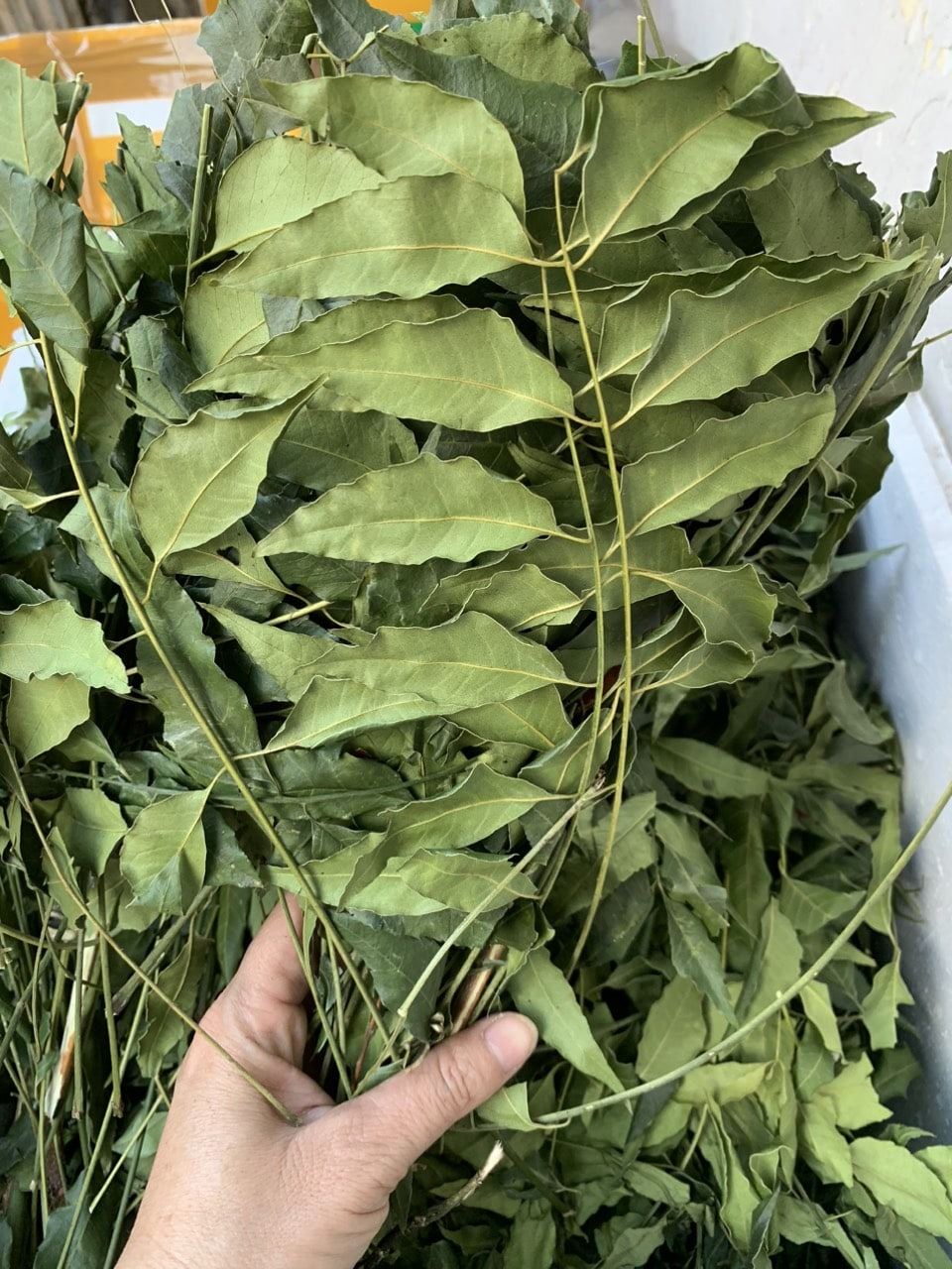 Lá Sầu Đâu Phơi Khô